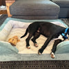 10 Best Orthopedic Dog Beds for Large Breeds
