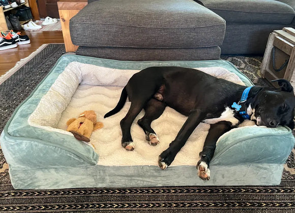 10 Best Orthopedic Dog Beds for Large Breeds