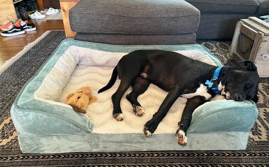 10 Best Orthopedic Dog Beds for Large Breeds