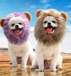 Lion Turns Into Halloween Ghost Pet