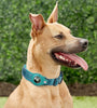 Convenient Tracker Pet Special Collar Cover Pet Loss Prevention Collar
