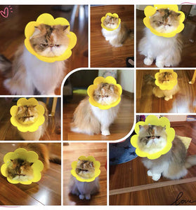 Cat Anti - Lick Shame Circle