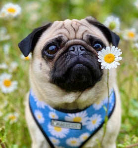 Popular Doggie Small And Medium Sized Doggie's Chest Strap