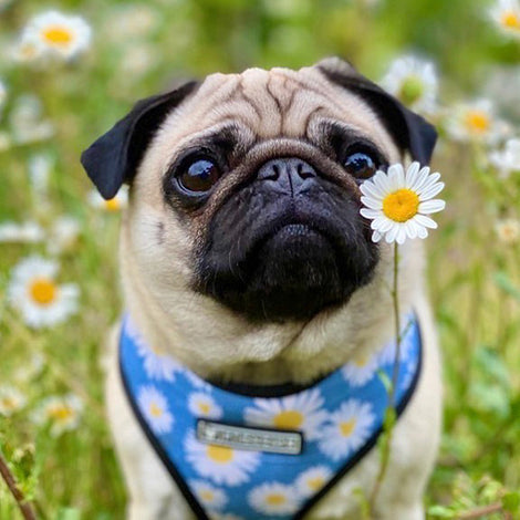 Popular Doggie Small And Medium Sized Doggie's Chest Strap