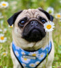 Popular Doggie Small And Medium Sized Doggie's Chest Strap