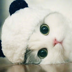 Panda costume pet hat