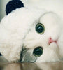 Panda costume pet hat