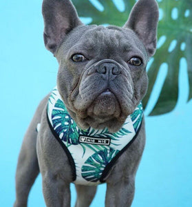 Pet traction rope chest strap