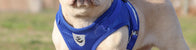 Harnesses