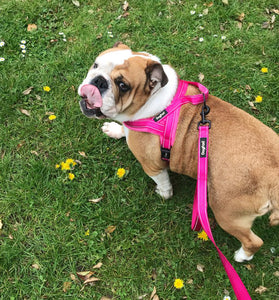 Pet Chest Strap With Flap For Comfortable Lining And Dog Leash