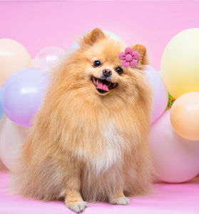 Pet Headdress Flower Spring Flower Solid Color Headdress Flower Dog Cat Accessories