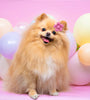 Pet Headdress Flower Spring Flower Solid Color Headdress Flower Dog Cat Accessories