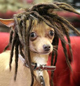 High Temperature Wire For Dogs Can Dye Wigs